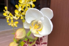 Blooming Orchid